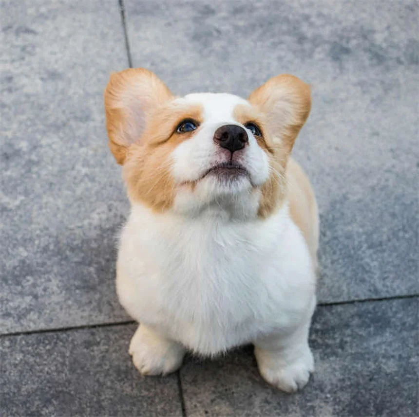 강아지 고양이 눈감염 테라마이신® 올바른 사용법과 부작용 총정리