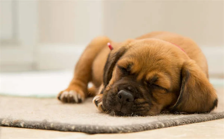 Rabbit Seizures: 5 Warning Signs Every Pet Owner Must Know