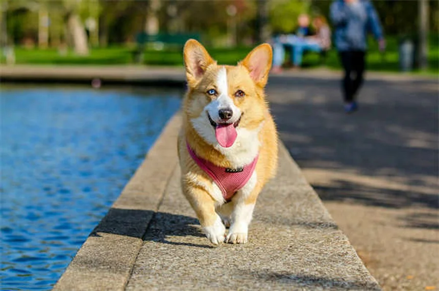 Urinary Incontinence in Rabbits: Causes, Symptoms & Treatment