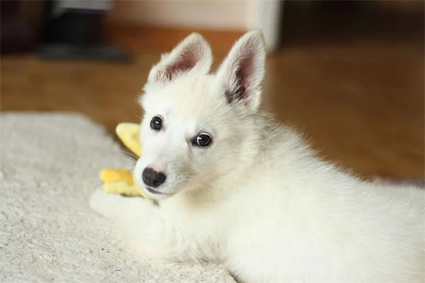 Hamster Constipation: 5 Warning Signs & How to Fix It Fast