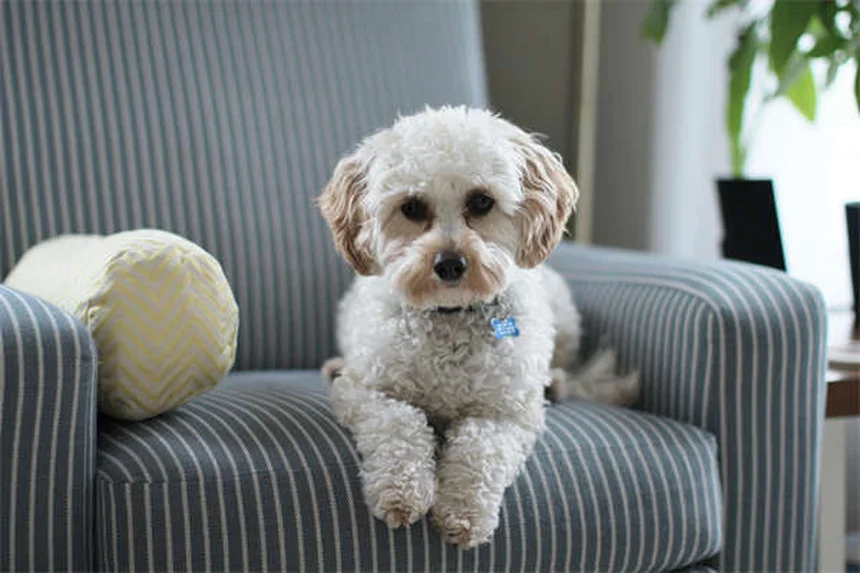 Rabbit Encephalitis: 5 Warning Signs Every Owner Should Know