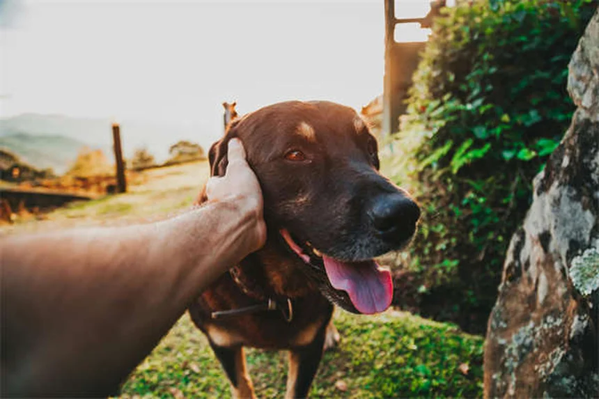 Rabbit Pinworms: Symptoms, Treatment & Prevention Guide