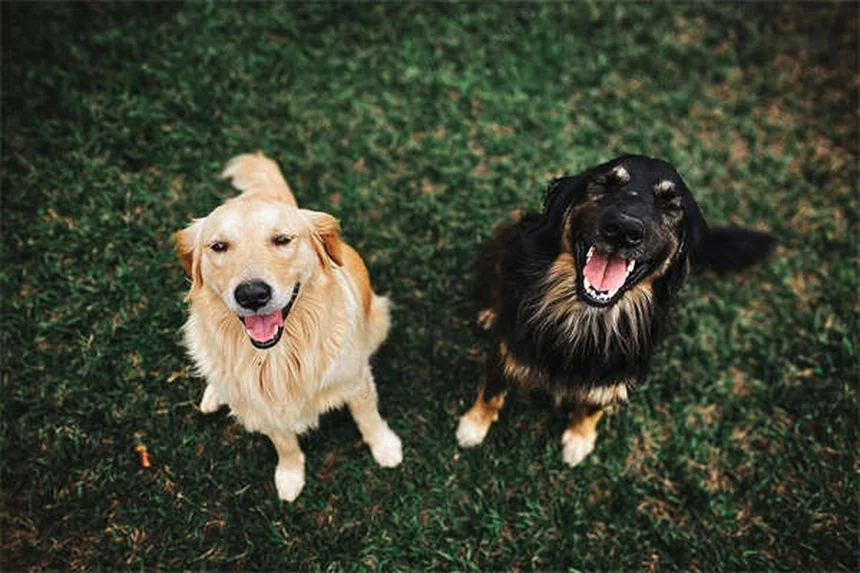 Hamster Teeth Care: 5 Essential Tips to Prevent Dental Problems