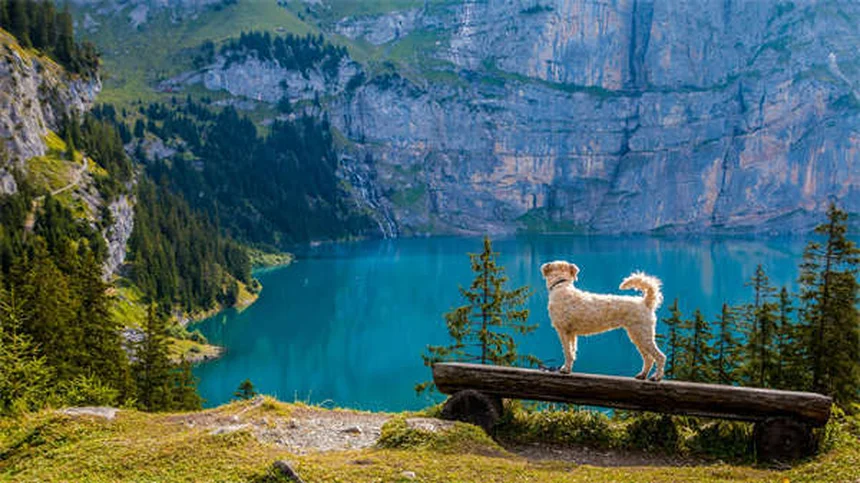 Metoclopramide for Pets: Uses, Dosage & Side Effects Guide