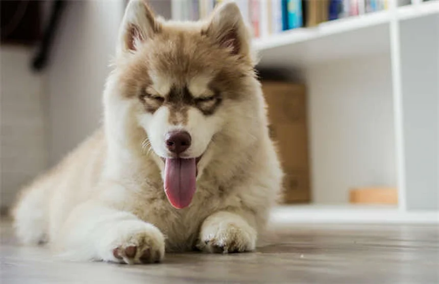 Metoclopramide for Pets: Uses, Dosage & Side Effects Guide
