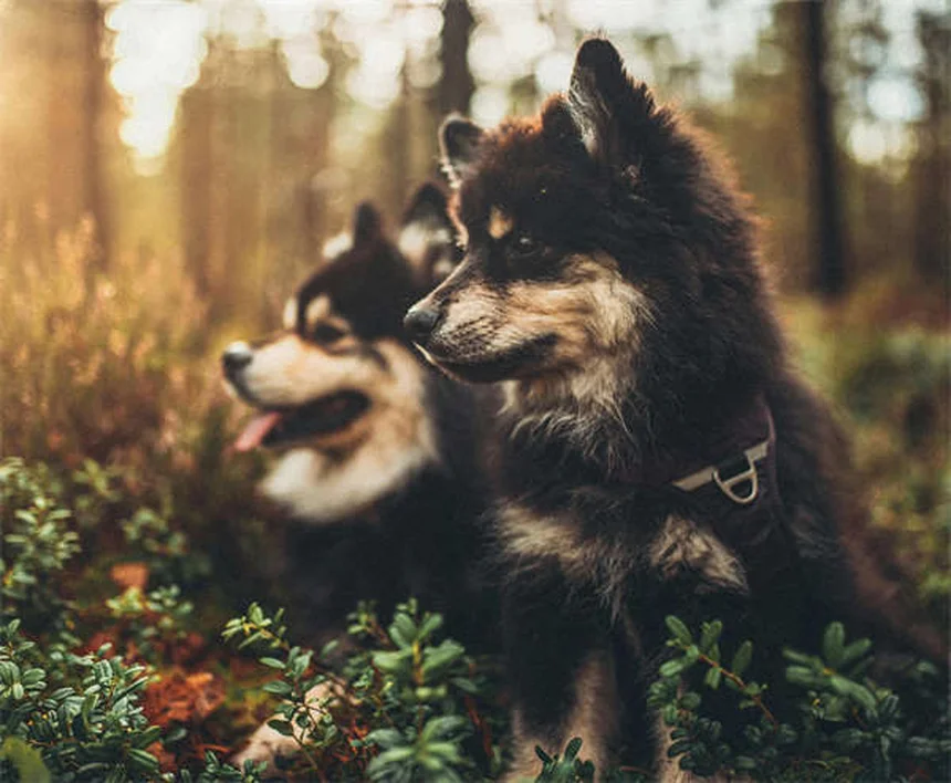 Metoclopramide for Pets: Uses, Dosage & Side Effects Guide