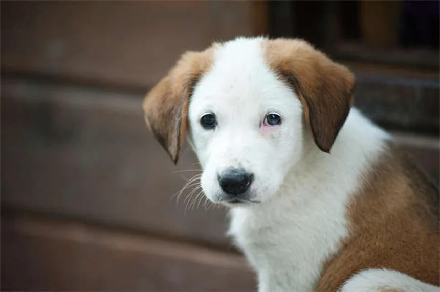 Metoclopramide for Pets: Uses, Dosage & Side Effects Guide