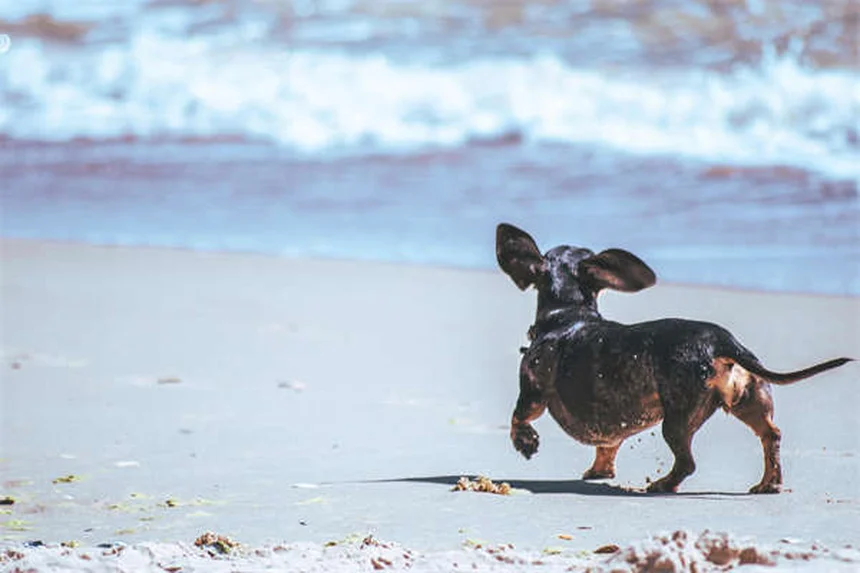 5 Warning Signs of Spinal Column Disorder in Rabbits You Can't Ignore